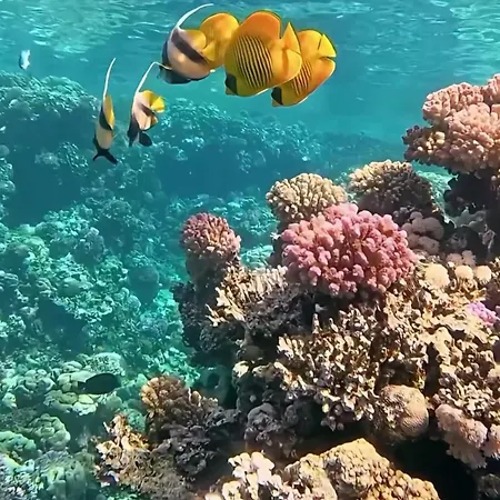 Coral Elisir