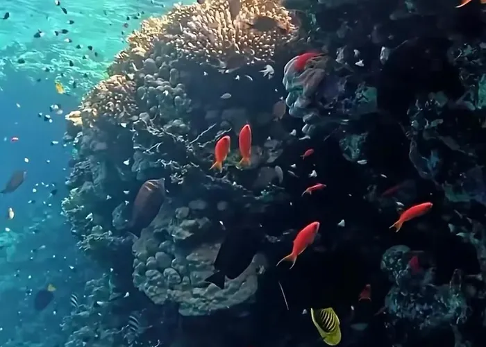 Coral Elisir Resort Şarm El-Şeyh