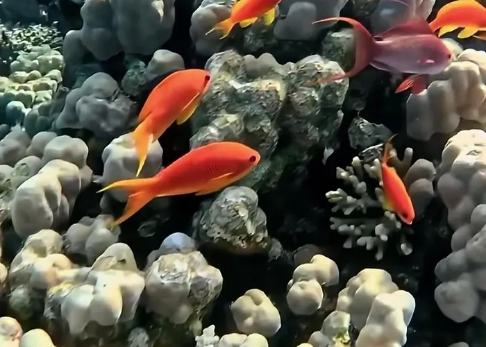 Coral Elisir