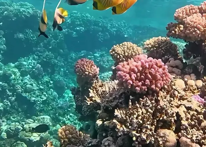 Coral Elisir